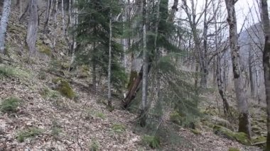 Dağın yamacında baharda büyük ağaçlar var. Ağaçlar yosunla kaplı.