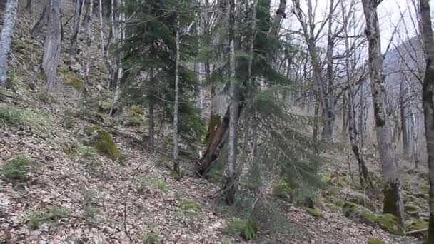 Inclinação Montanha Com Grandes Árvores Primavera Árvores Estão Cobertas Musgo — Vídeo de Stock