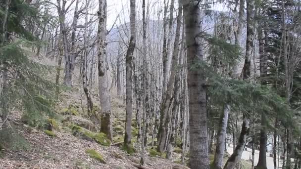 Inclinação Montanha Com Grandes Árvores Primavera Árvores Estão Cobertas Musgo — Vídeo de Stock