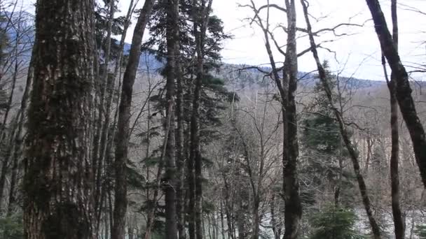 Inclinação Montanha Com Grandes Árvores Primavera Árvores Estão Cobertas Musgo — Vídeo de Stock