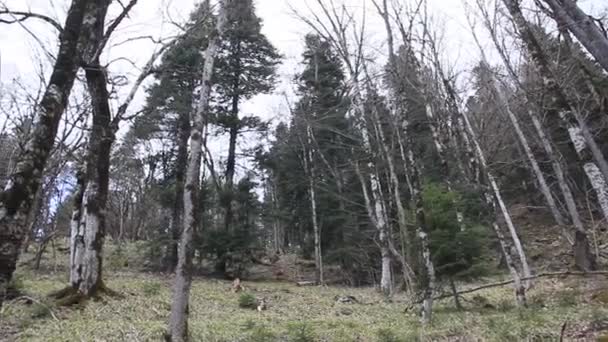 Sklon Hory Velkými Stromy Jaře Stromy Jsou Pokryty Mechem — Stock video