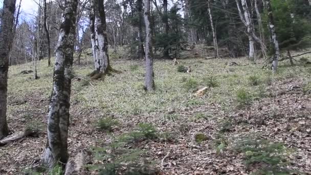 Inclinação Montanha Com Grandes Árvores Primavera Árvores Estão Cobertas Musgo — Vídeo de Stock