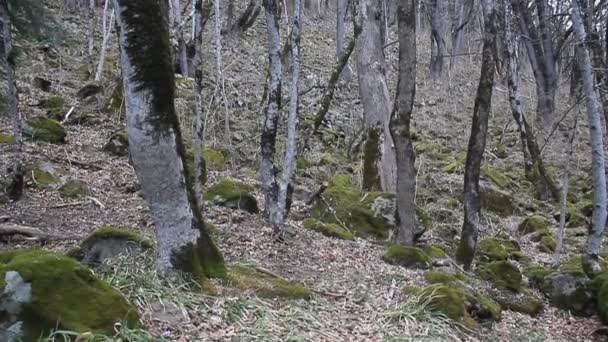 Inclinação Montanha Com Grandes Árvores Primavera Árvores Estão Cobertas Musgo — Vídeo de Stock