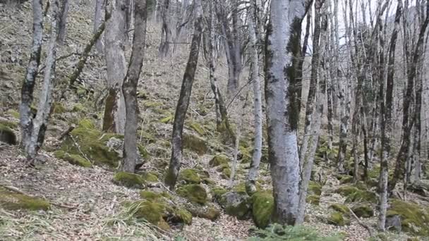 Bergets Sluttning Med Stora Träd Våren Träden Täckta Med Mossa — Stockvideo