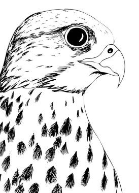       Bir Şahin Portresi. Renkler için siyah beyaz çizim.                         