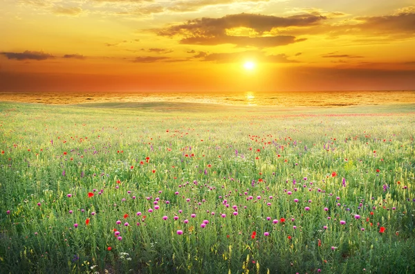 Spring meadow on sunset — Stock Photo, Image