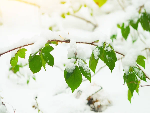 Frozen plants in winter forest — Stock Photo, Image