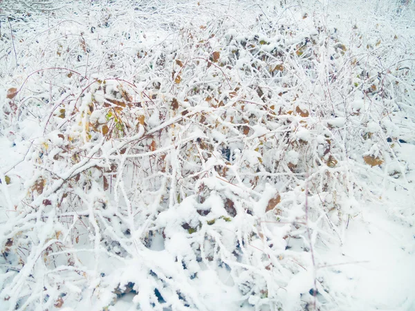 Zamrożona rośliny Zima Las — Zdjęcie stockowe