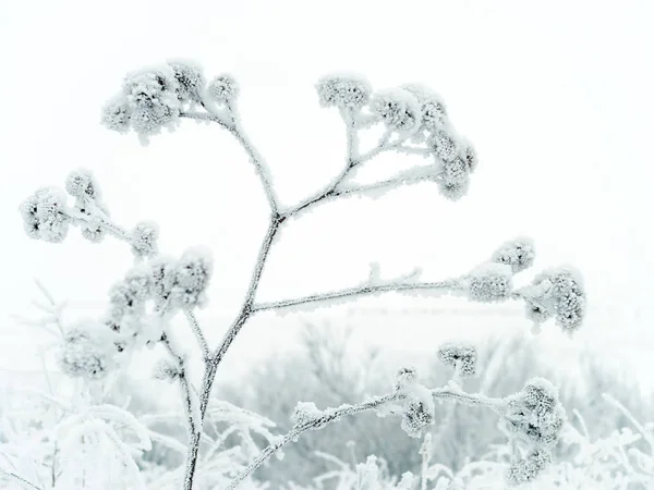 Eine gefrorene Pflanze im Winter — Stockfoto