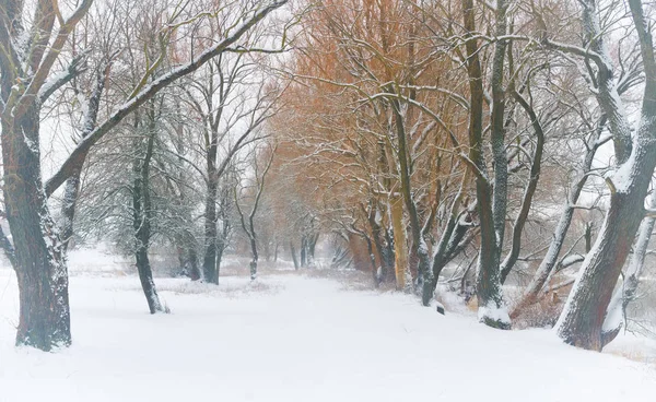 Park zimowy krajobraz — Zdjęcie stockowe