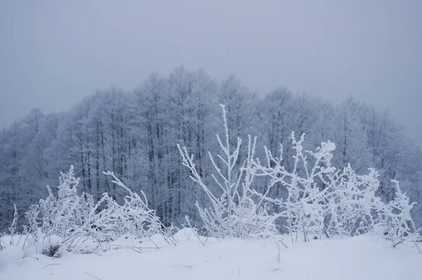 Zimní lesní krajina — Stock fotografie
