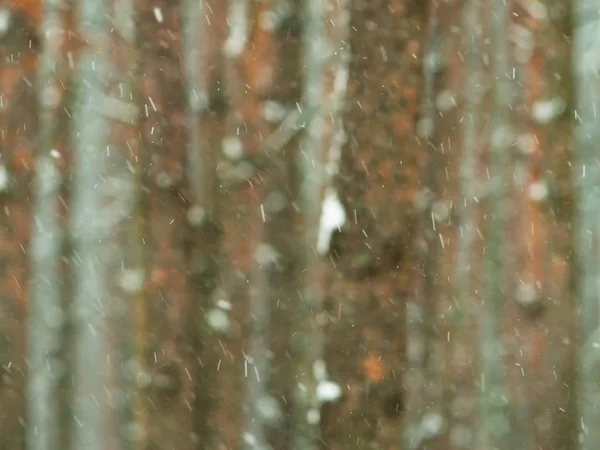 Winter wood  background — Stock Photo, Image