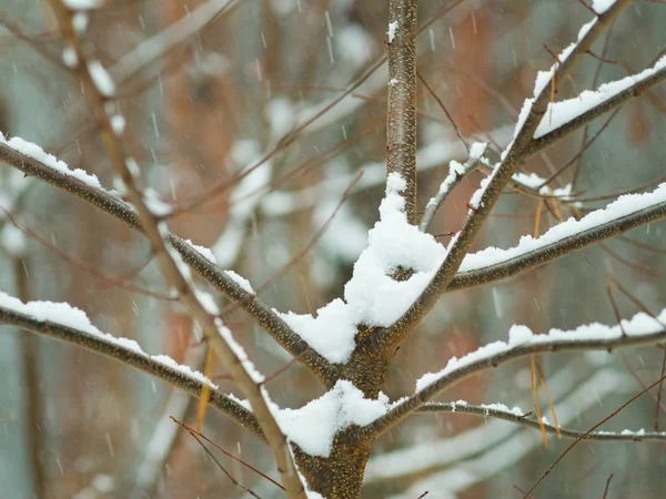 Frusen vinterskog — Stockfoto