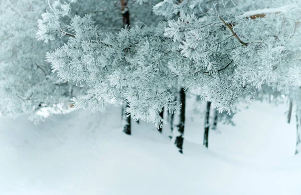 Winter forest landscape. — Stock Photo, Image
