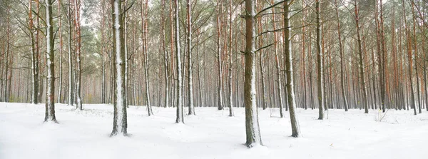 Panorama da floresta de Inverno — Fotografia de Stock