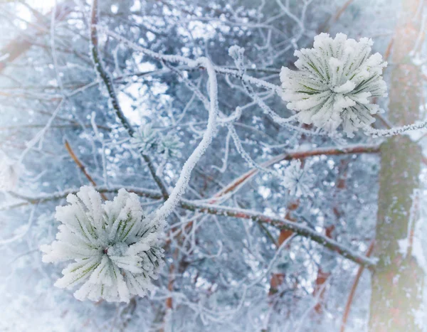 Zimowe forest.frozen brunch — Zdjęcie stockowe