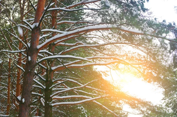 松の木。自然組成. — ストック写真