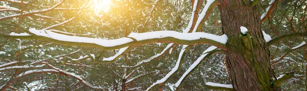 Tall träd. Naturen sammansättning. — Stockfoto