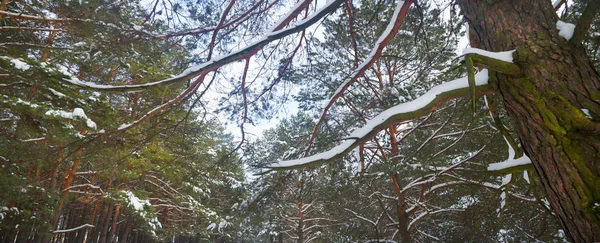 Floresta de Inverno. Composição natural . — Fotografia de Stock
