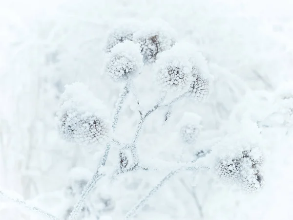 Eine gefrorene Pflanze. Zusammensetzung der Natur. — Stockfoto