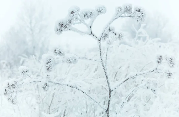 Frost on old plant — Stock Photo, Image