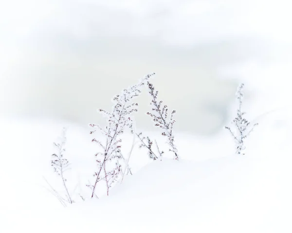 Río de invierno. Composición natural . —  Fotos de Stock