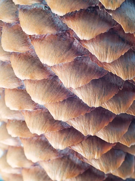 Primo piano cono abete. Sfondo naturale . — Foto Stock