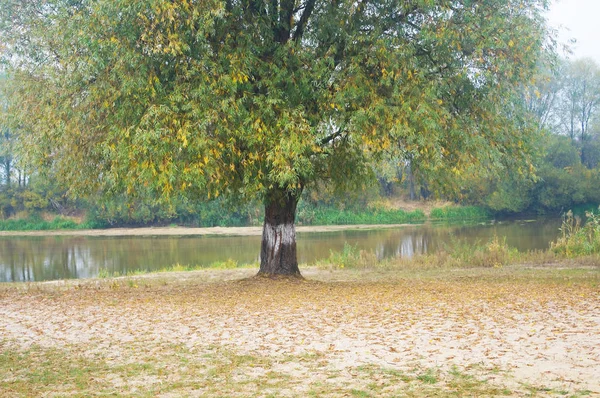 冬の風景。自然組成. — ストック写真