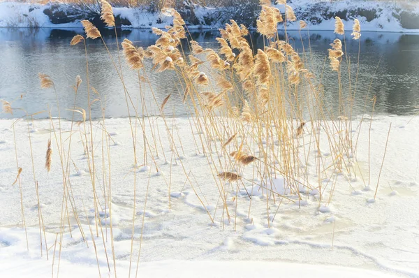 Paisaje de invierno.Naturaleza composición . —  Fotos de Stock