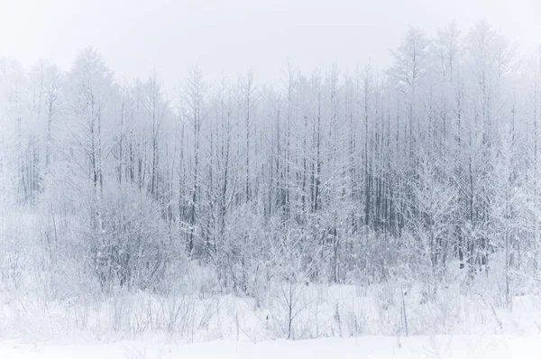 Zimní les. Přírodní složení. — Stock fotografie