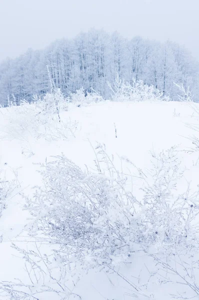 Bosque de invierno .Nature composición . —  Fotos de Stock