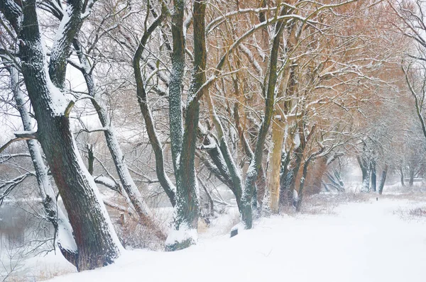 Inverno rio .Nature composição . — Fotografia de Stock