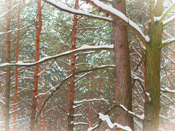 Invierno bosque de pino . — Foto de Stock