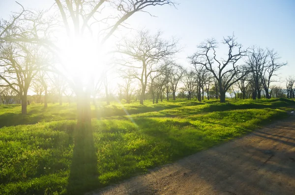 Parque de tempo de primavera — Fotografia de Stock