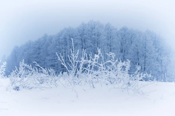 Manhã de inverno gelada.Composição da natureza . — Fotografia de Stock