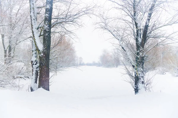 Paisagem de inverno.Natureza composição . — Fotografia de Stock