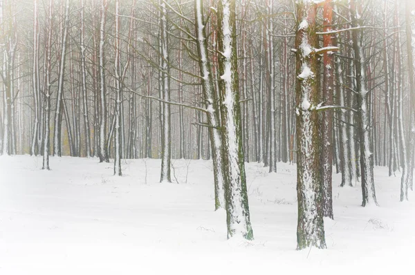 Vinterskog i dimman — Stockfoto