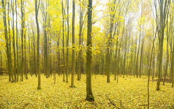 Φθινοπωρινό δάσος. Σύνθεση της φύσης. Φύση σύνθεση. — Φωτογραφία Αρχείου