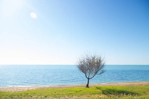 Árbol en la orilla del mar — Foto de Stock