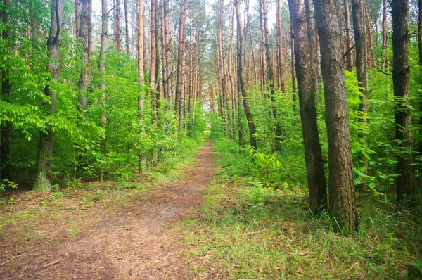 Pad langs groene woud — Stockfoto