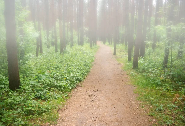 Path in the foggy forest — Stock Photo, Image