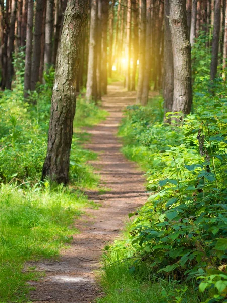 Forårsparken – stockfoto