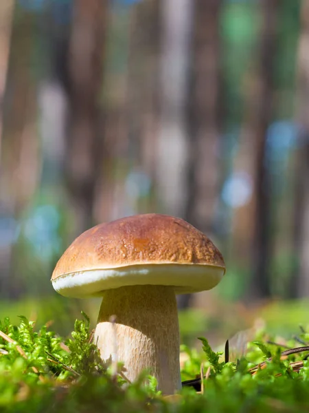 Champignon dans la mousse — Photo