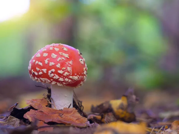 Cogumelo na floresta de outono — Fotografia de Stock