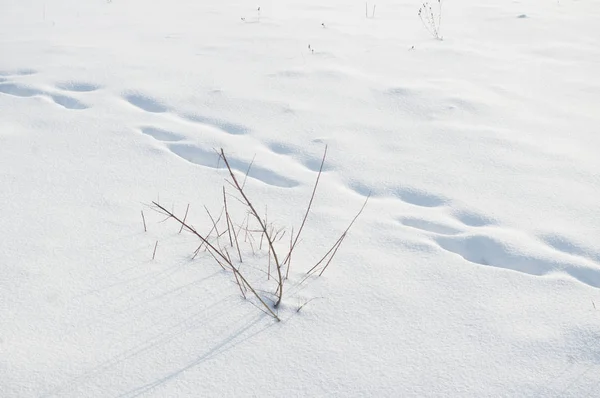 Voetafdrukken in diepe sneeuw in veld — Stockfoto