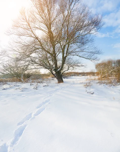 Winterlandschap. Samenstelling van de natuur. — Stockfoto