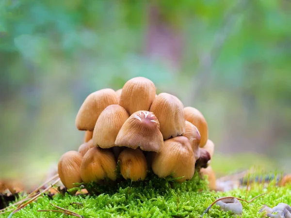 Mushrooms in the forest — Stock Photo, Image