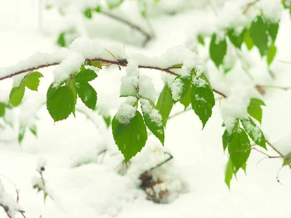 Forêt d'hiver — Photo