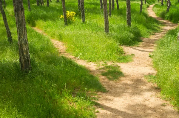 Chodnik na wiosnę Park — Zdjęcie stockowe