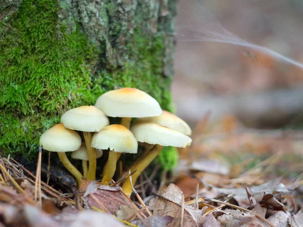 Svampar i höstskogen — Stockfoto